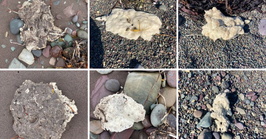 Chemist Identifies Mystery ‘Blobs’ Washing Up in Newfoundland