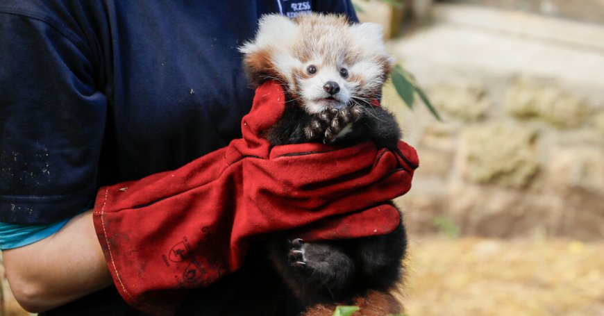 Stress From Fireworks Killed Baby Red Panda, Zoo in Scotland Says