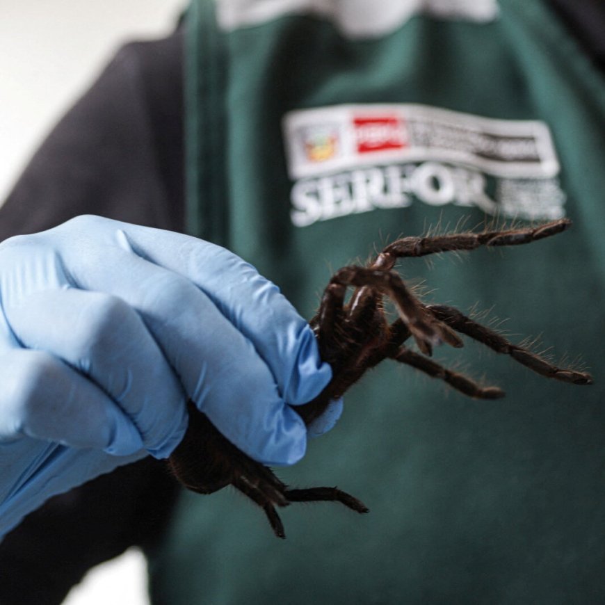 Man Hiding Tarantulas, Centipedes and Ants Is Stopped From Boarding Flight