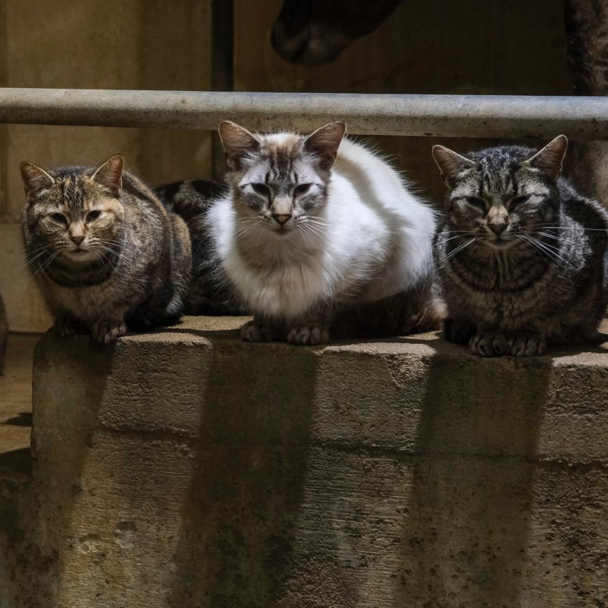 Could Cats Become a Vector for Bird Flu?