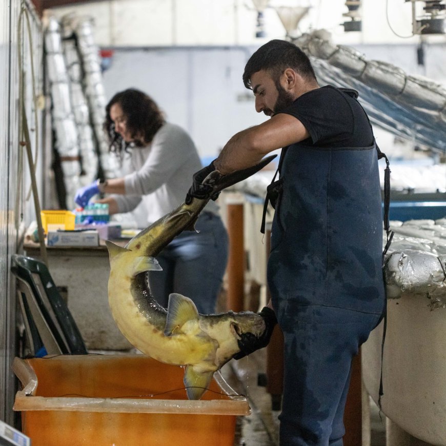 Amid Israel-Hezbollah Crossfire, Fish Farmers Stay Put