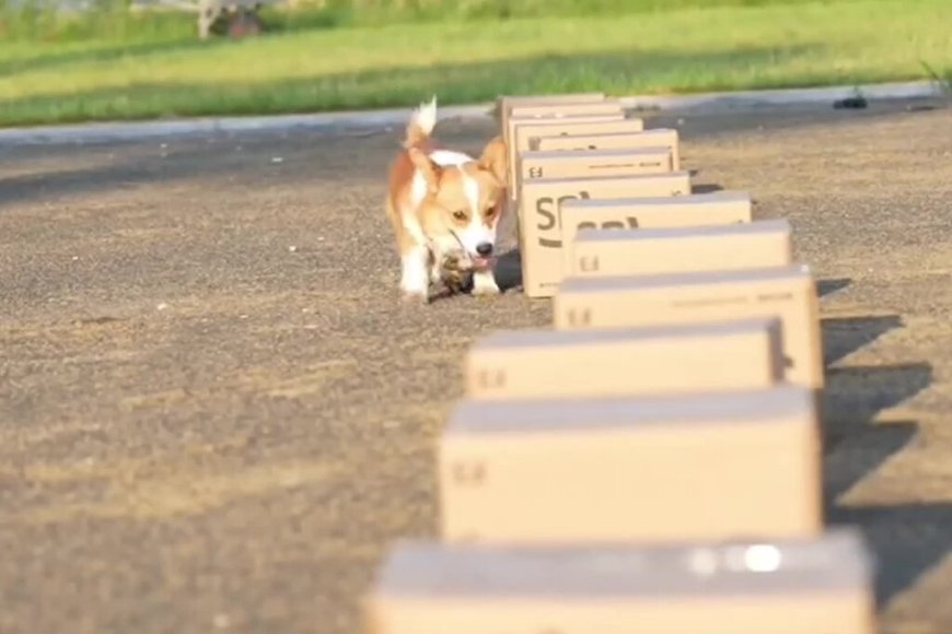 China’s First Police Corgi Has 400,000 Followers and a Nose for Trouble