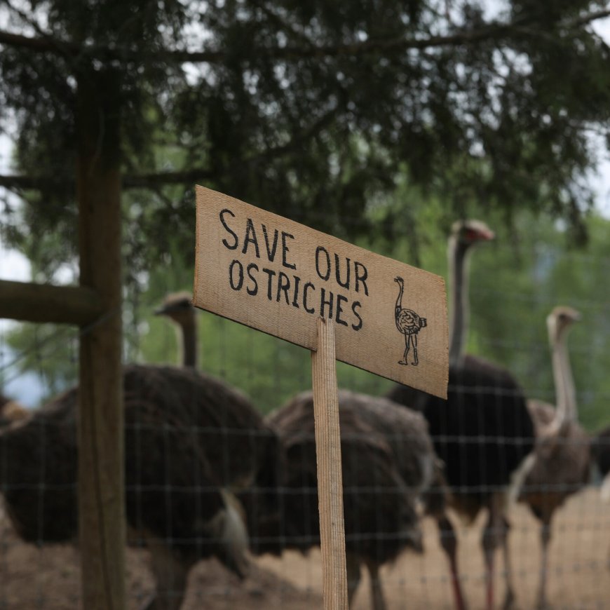 RFK Jr. and Dr. Oz Want Canada to Save Ostriches on Farm With Avian Flu