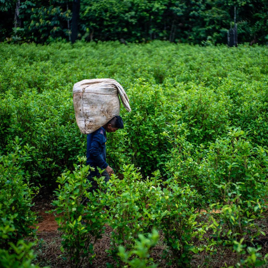 Cocaine Is the Fastest-Growing Illegal Drug Worldwide. Here’s Why.