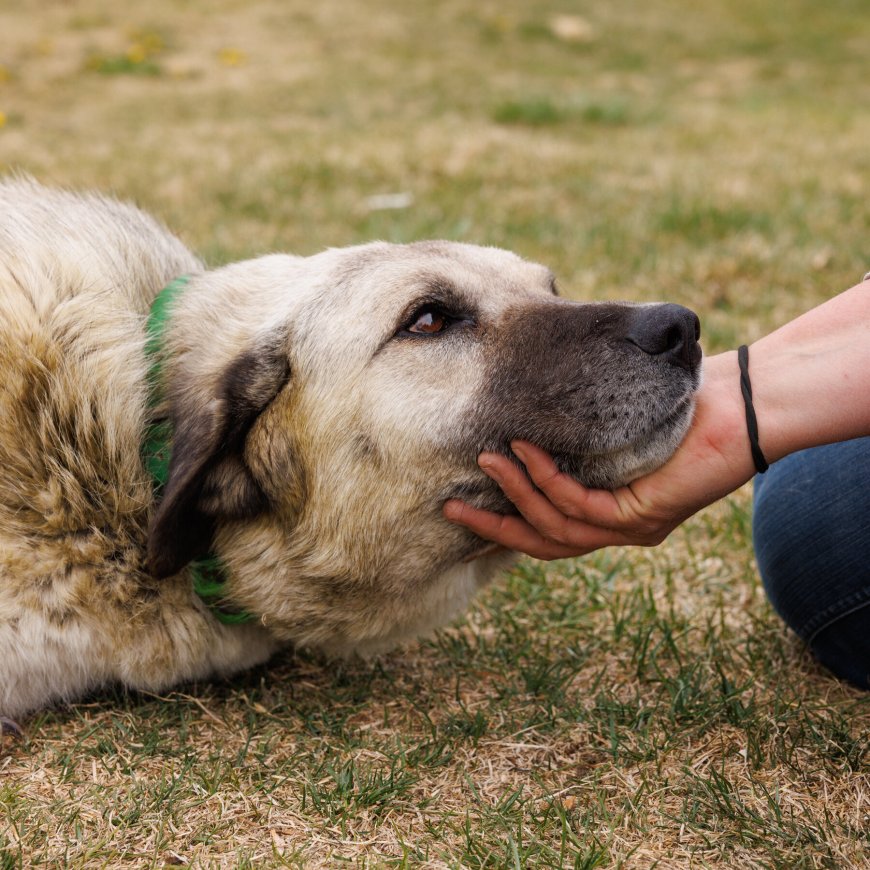 Grizzlies Were Raiding Montana Farms. Then Came Some Formidable Dogs.
