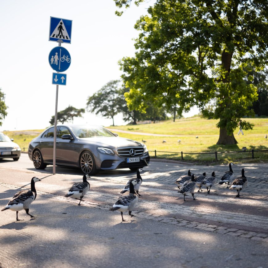 Finland’s Short, Precious Summers Are Plagued by Goose Poop